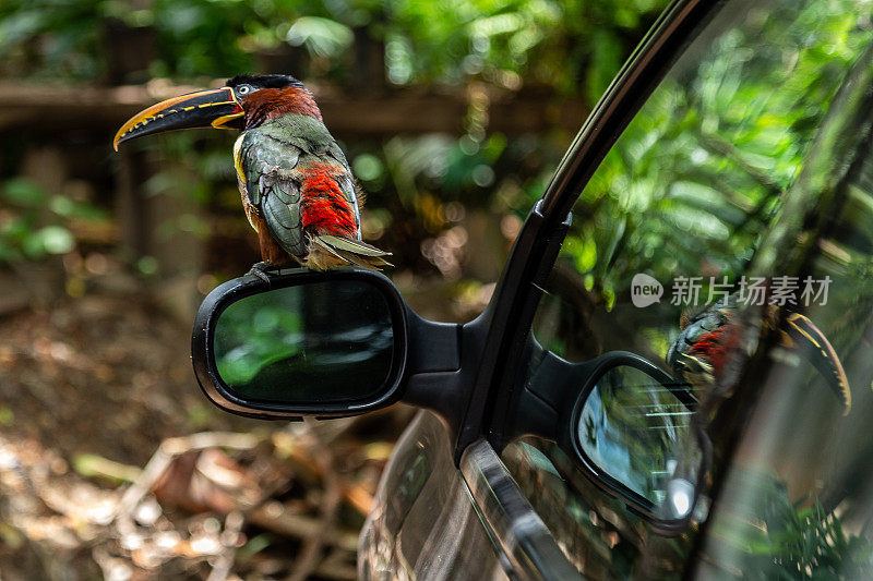 布朗aracari (pteroglossus)。